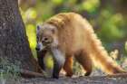 Coatimundi Art Print
